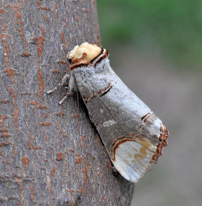 Phalera bucephala (Notodontidae)