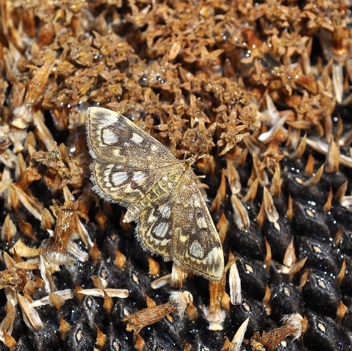 Anania coronata? s