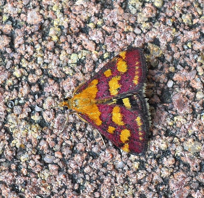 Pyrausta purpuralis o aurata? P. purpuralis - Crambidae