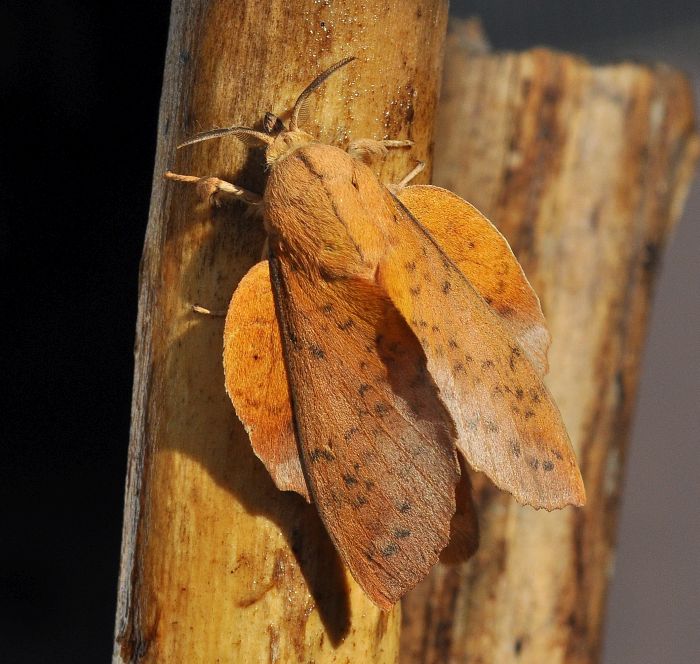 Gastropacha populifolia