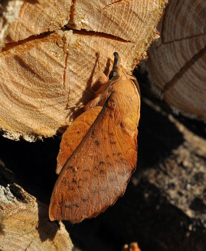 Gastropacha populifolia