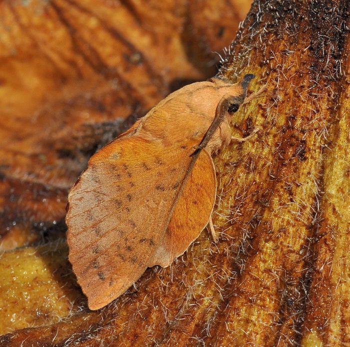 Gastropacha populifolia