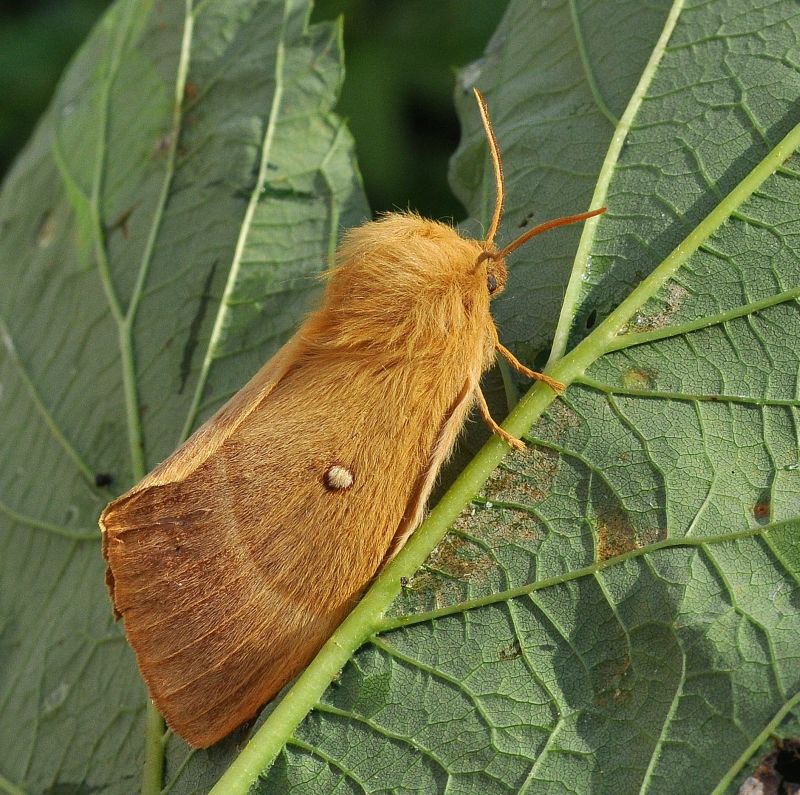 Lasiocampa quercus femmina