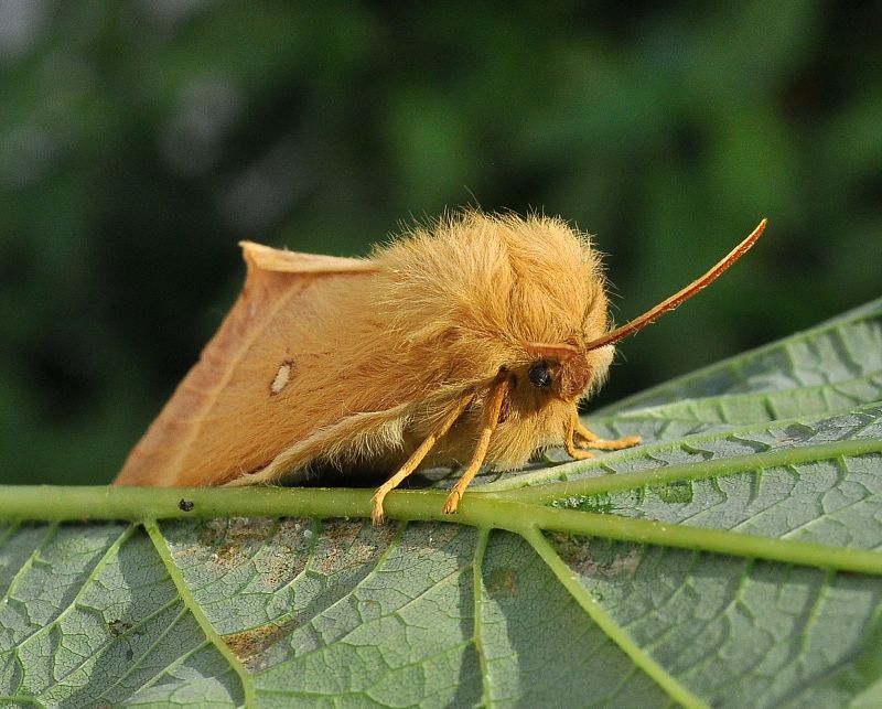 Lasiocampa quercus femmina