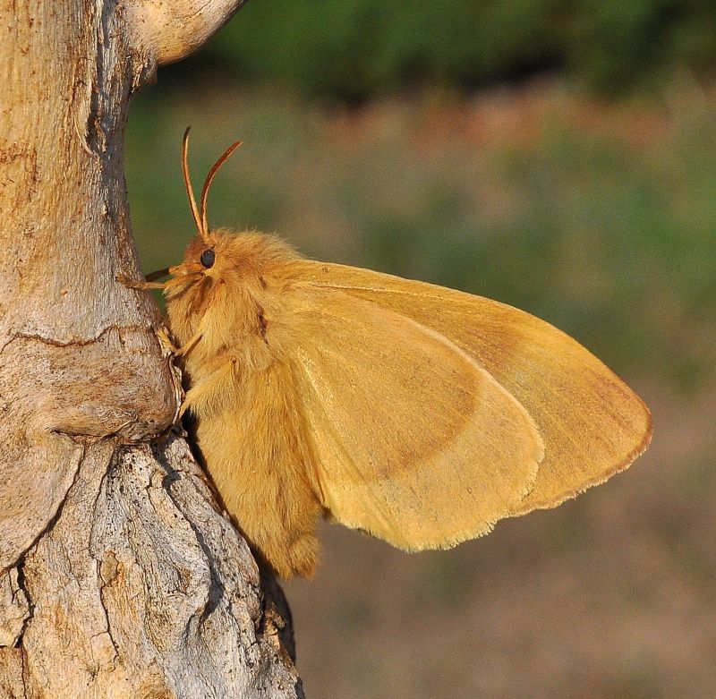 Lasiocampa quercus femmina