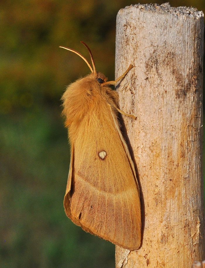 Lasiocampa quercus femmina