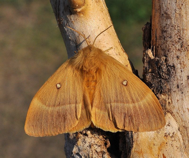 Lasiocampa quercus femmina