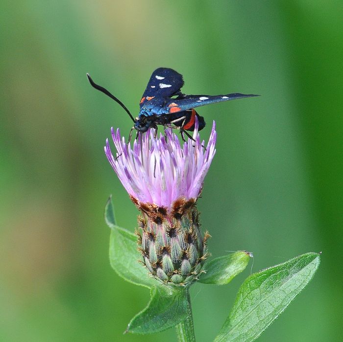 Zygaena ephialtes