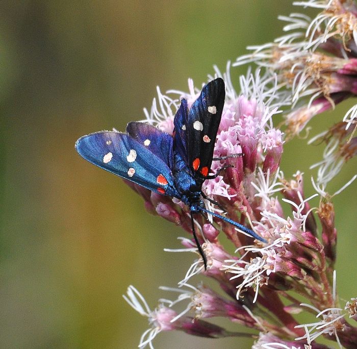 Zygaena ephialtes