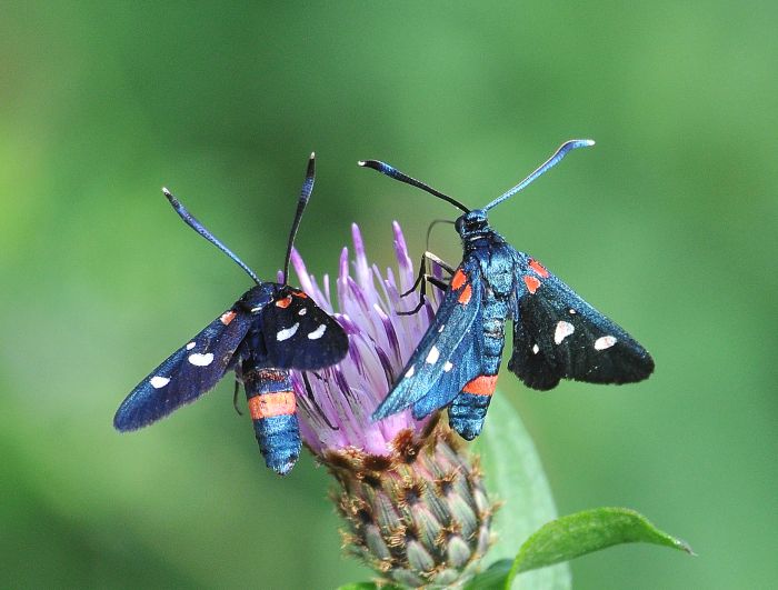 Zygaena ephialtes