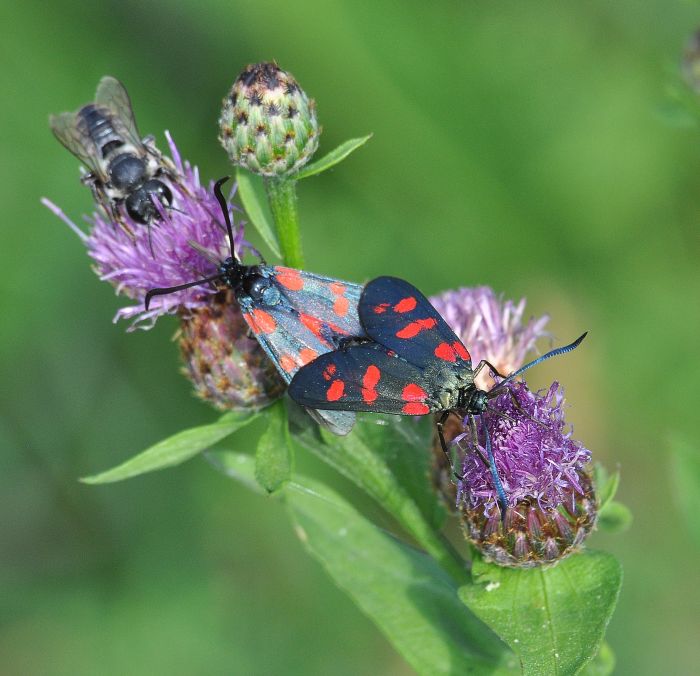 Zygaena ephialtes