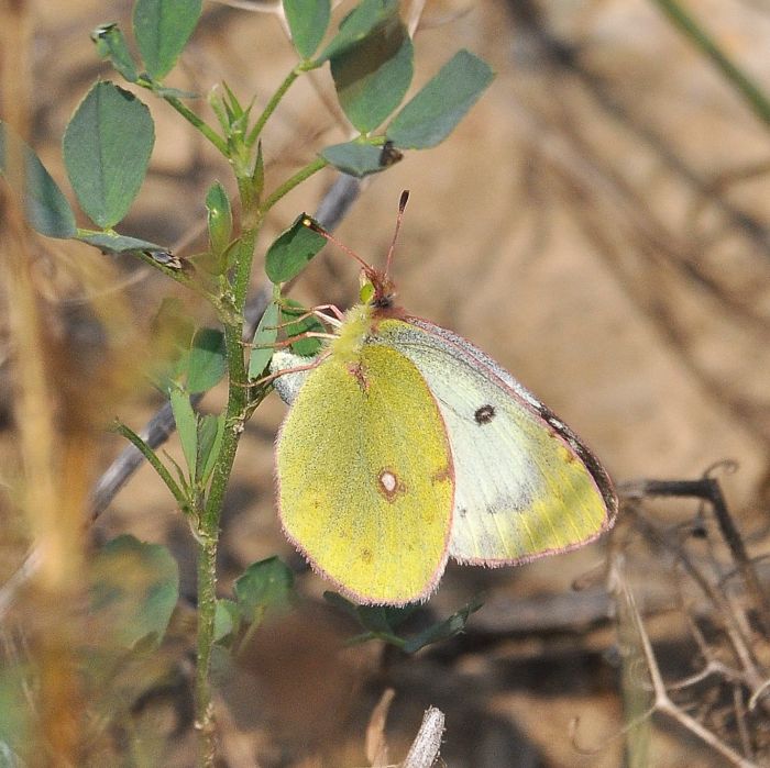 Aiuto id. colias:  Colias sp. - Pieridae