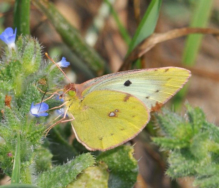 Aiuto id. colias:  Colias sp. - Pieridae