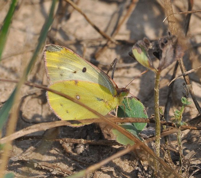 Aiuto id. colias:  Colias sp. - Pieridae