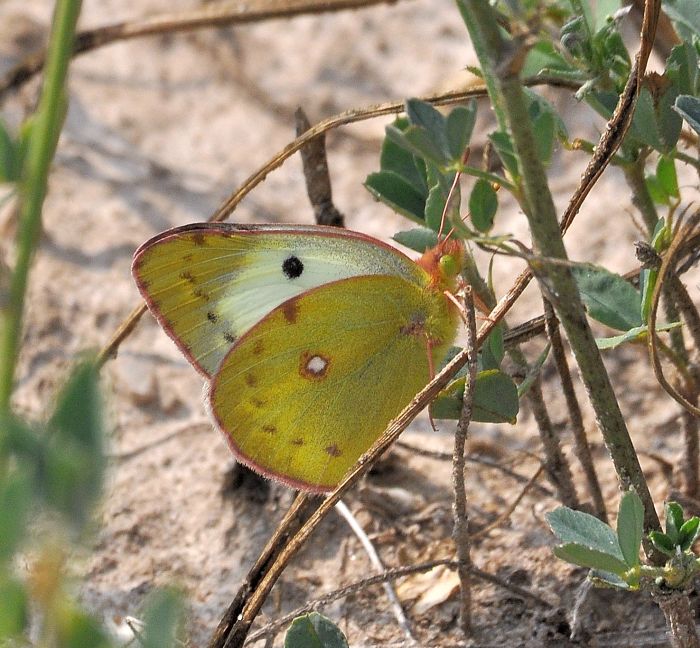 Aiuto id. colias:  Colias sp. - Pieridae