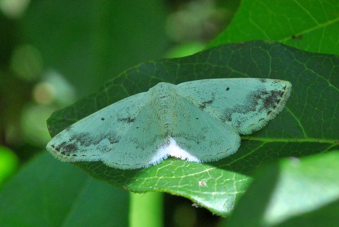 Idaea dimidiata? aiuto id.