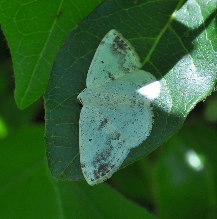 Idaea dimidiata? aiuto id.