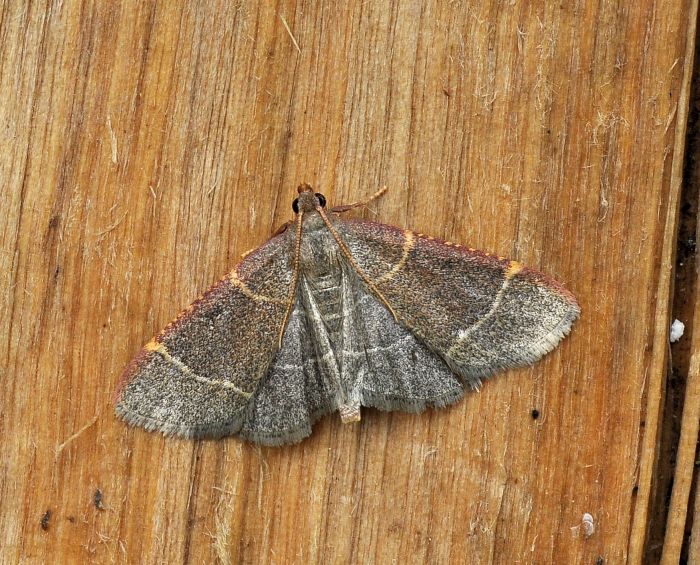 Orthopygia glaucinalis, pyralidae ?
