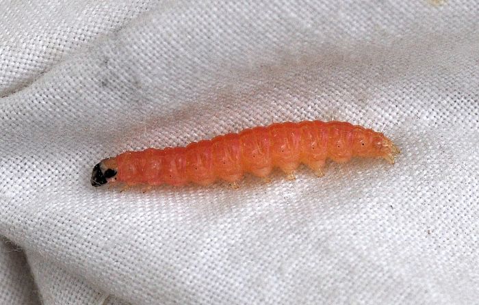 Si tratta di un lepidoptero?