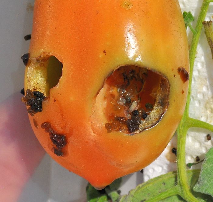 Chrysodeixis chalcites (Noctuidae)