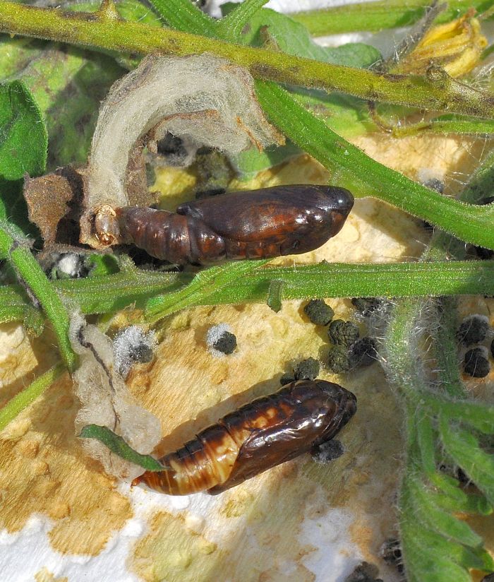 Chrysodeixis chalcites (Noctuidae)