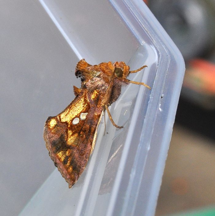 Chrysodeixis chalcites (Noctuidae)