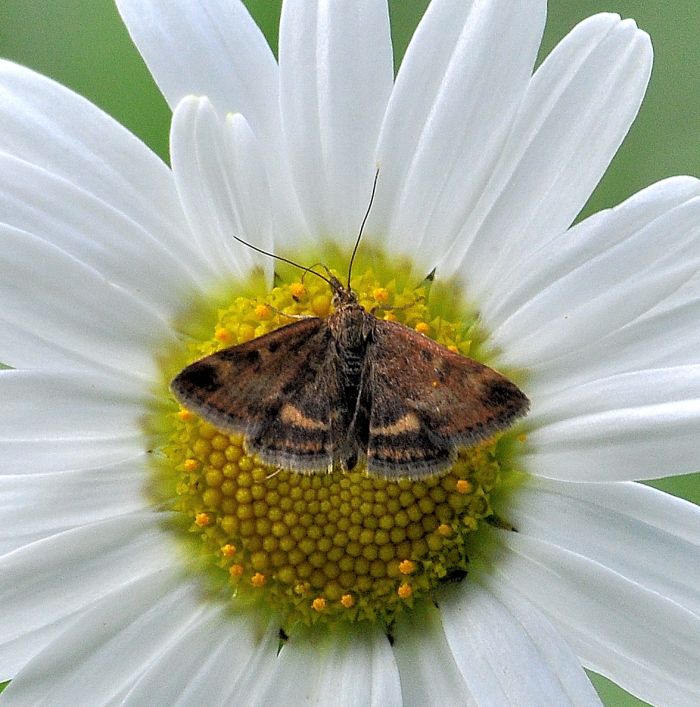 Crambidae:  Pyrausta despicata?  S !