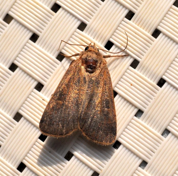 Noctuidae: cfr.  Diarsia brunnea