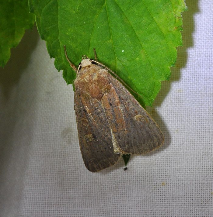 aiuto id - Xestia xathographa?  S !