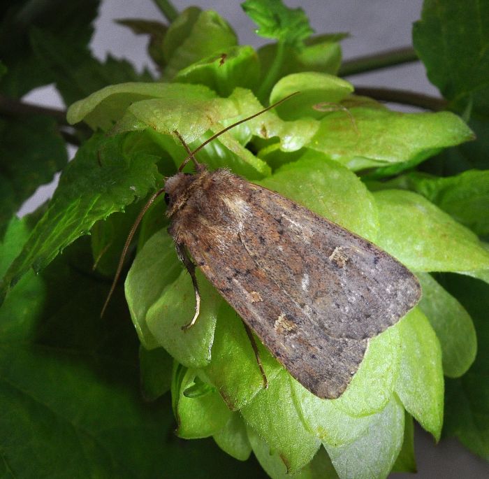 aiuto id - Xestia xathographa?  S !