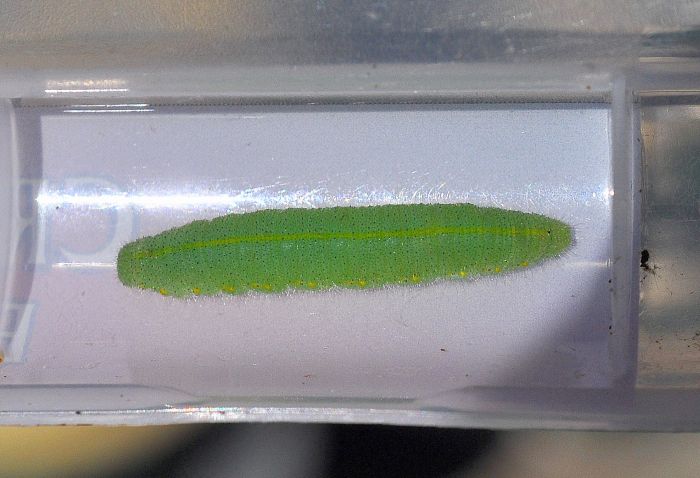 larve di Pieris brassicae e Pieris rapae