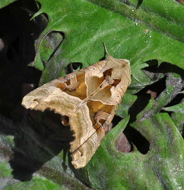 Noctuidae: Phlogophora meticulosa