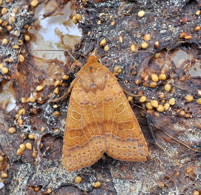 Noctuidae: Agrochola pistacinoides