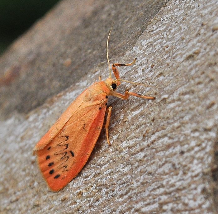 Miltochrista miniata (Erebidae Arctiinae)