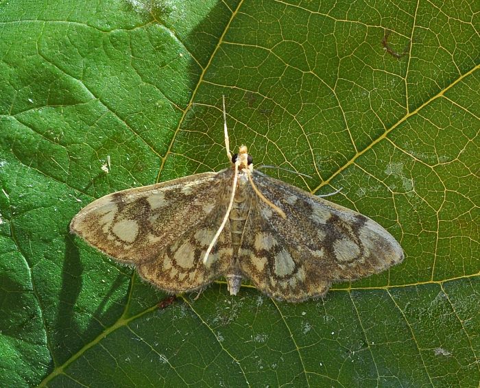 Anania coronata?    S