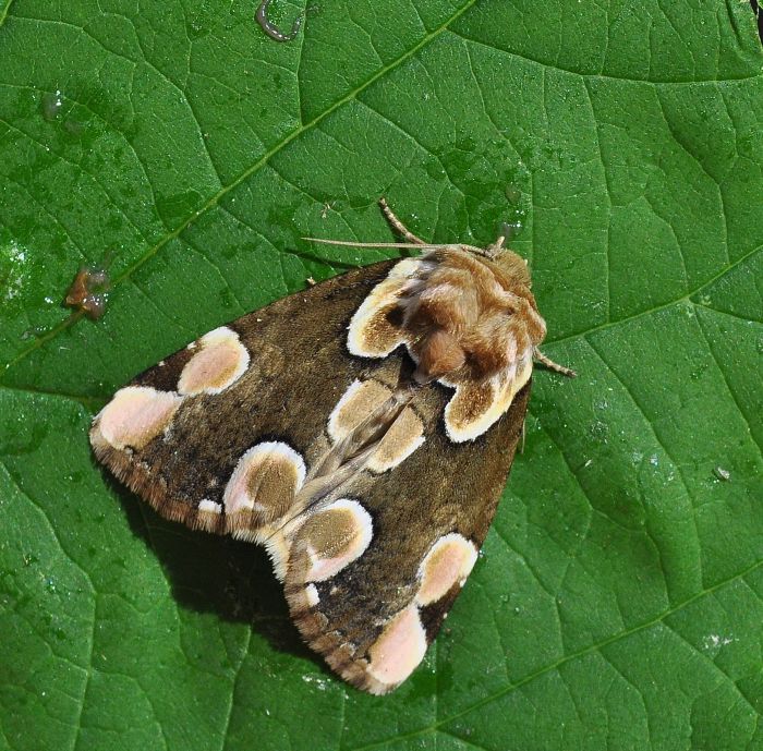 Thyatira batis (Drepanidae)