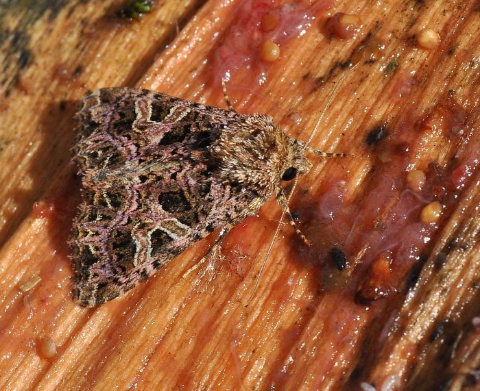 Noctuidae: Sideridis rivularis?   S