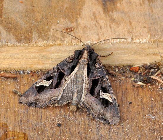 Trigonophora flammea? S� !