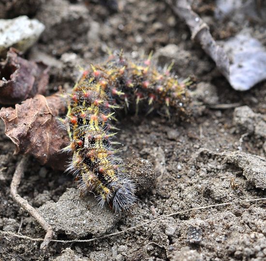 bruco di Vanessa cardui
