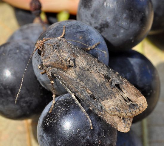 con un grapolo d'' uva