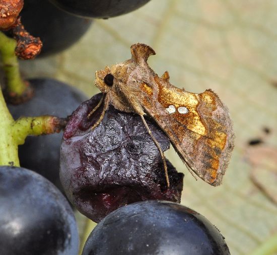 con un grapolo d'' uva