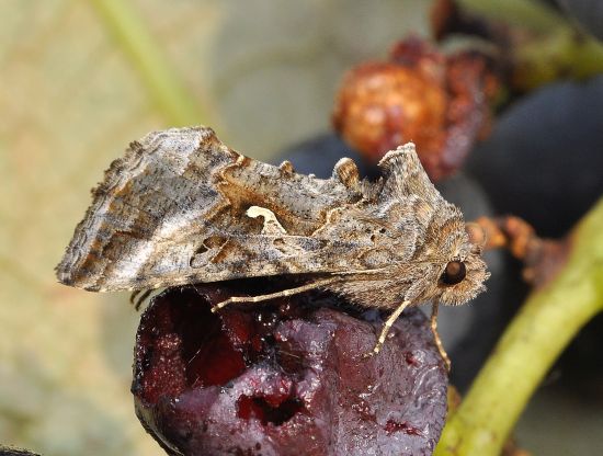 con un grapolo d'' uva