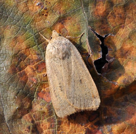 con un grapolo d'' uva