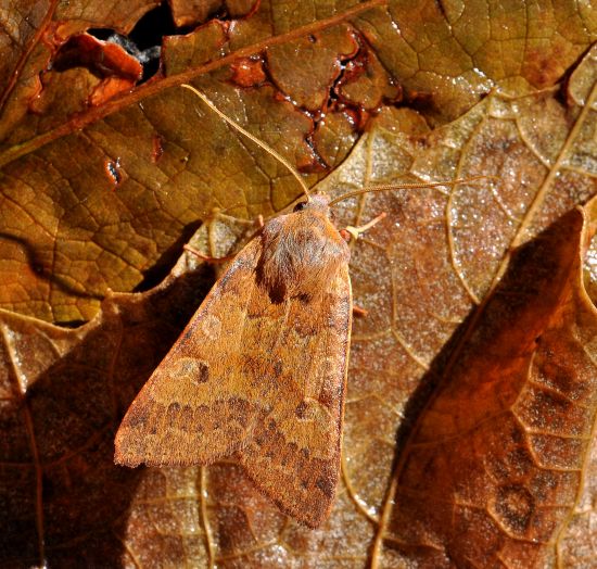 Agrochola helvola, noctuidae