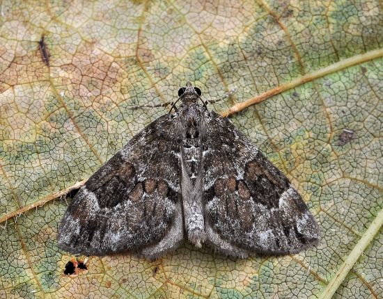 Thera obeliscata?....Thera cfr. variata (?)