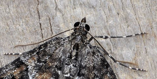 Thera obeliscata?....Thera cfr. variata (?)