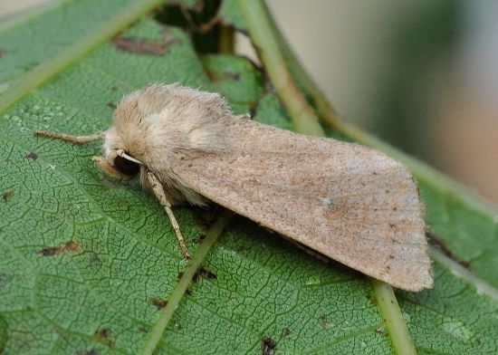 Mythimna sicula? S, Mythimna sicula f. scirpi - Noctuidae