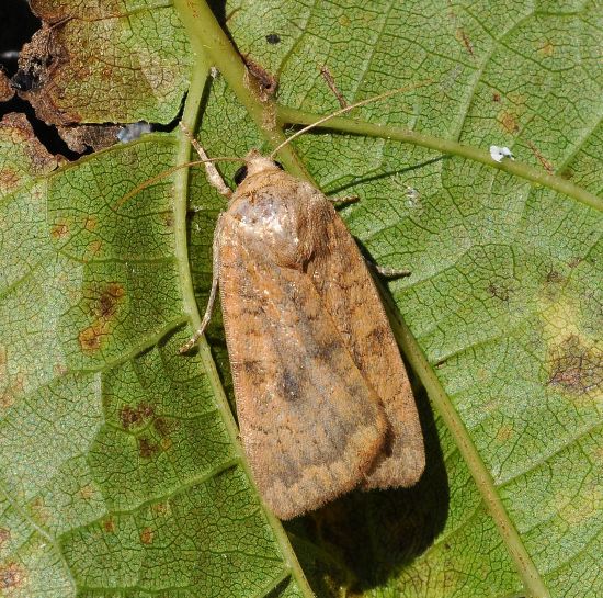 Noctua interjecta ?  S� !