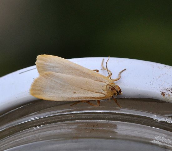 Eilema griseola ?  No,  Eilema depressa, maschio