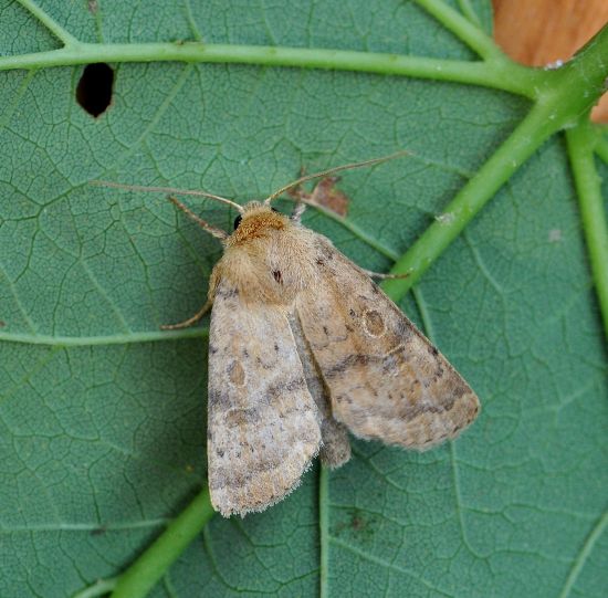 Hoplodrina octogenaria ?  ...Hoplodrina cfr. ambigua